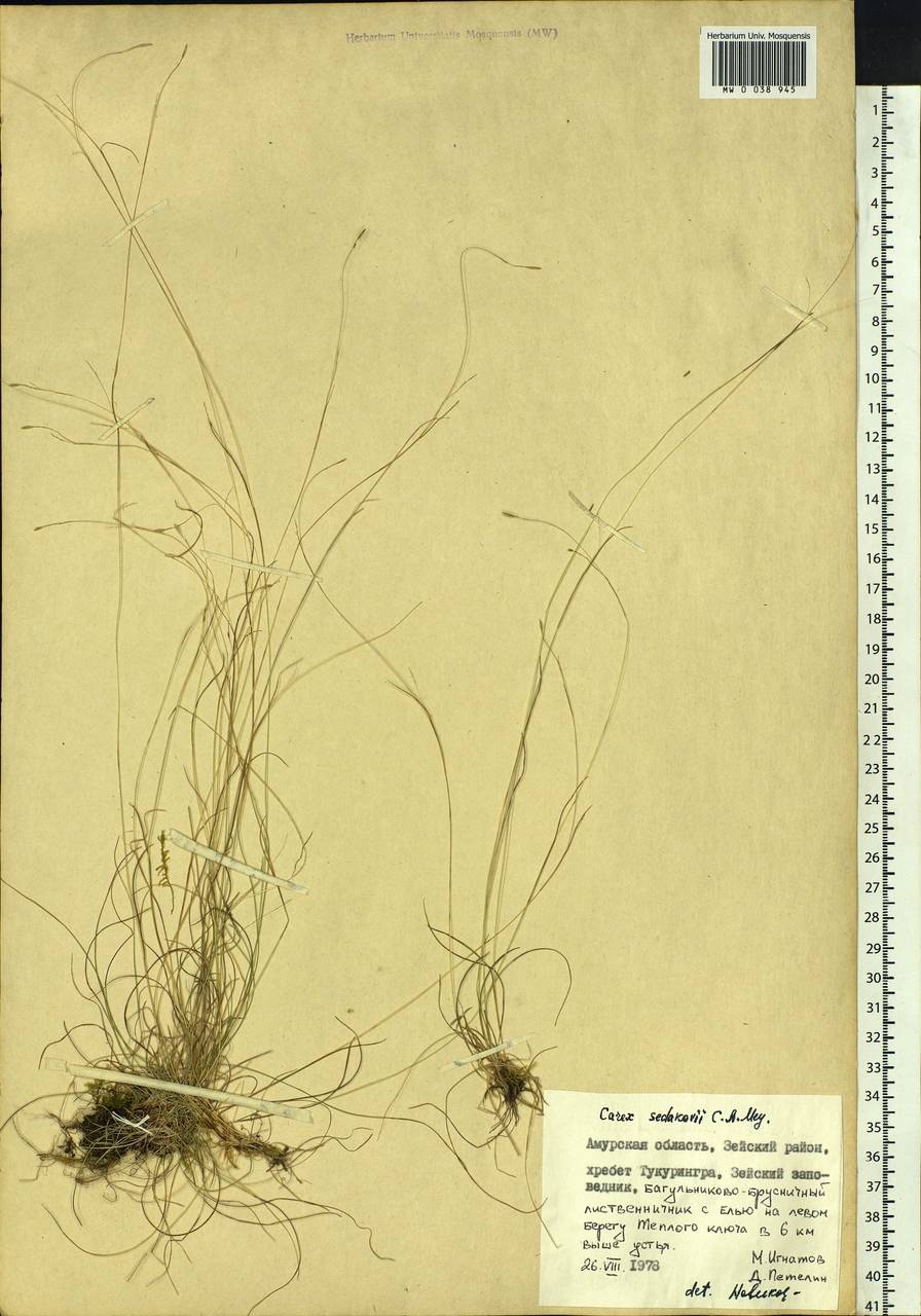 Carex sedakowii C.A.Mey. ex Meinsh., Siberia, Russian Far East (S6) (Russia)