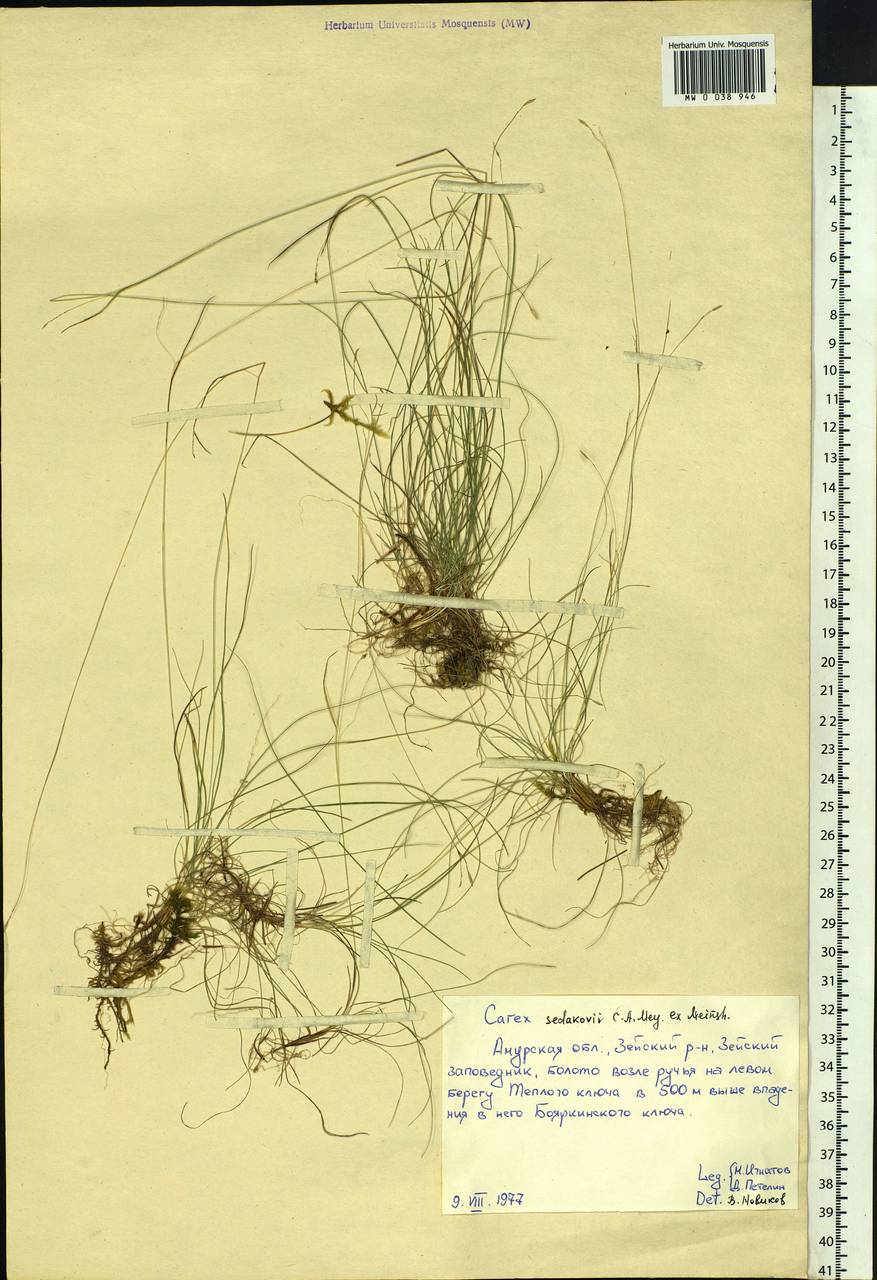Carex sedakowii C.A.Mey. ex Meinsh., Siberia, Russian Far East (S6) (Russia)