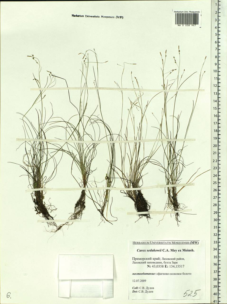 Carex sedakowii C.A.Mey. ex Meinsh., Siberia, Russian Far East (S6) (Russia)