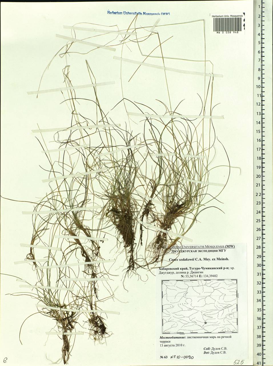 Carex sedakowii C.A.Mey. ex Meinsh., Siberia, Russian Far East (S6) (Russia)