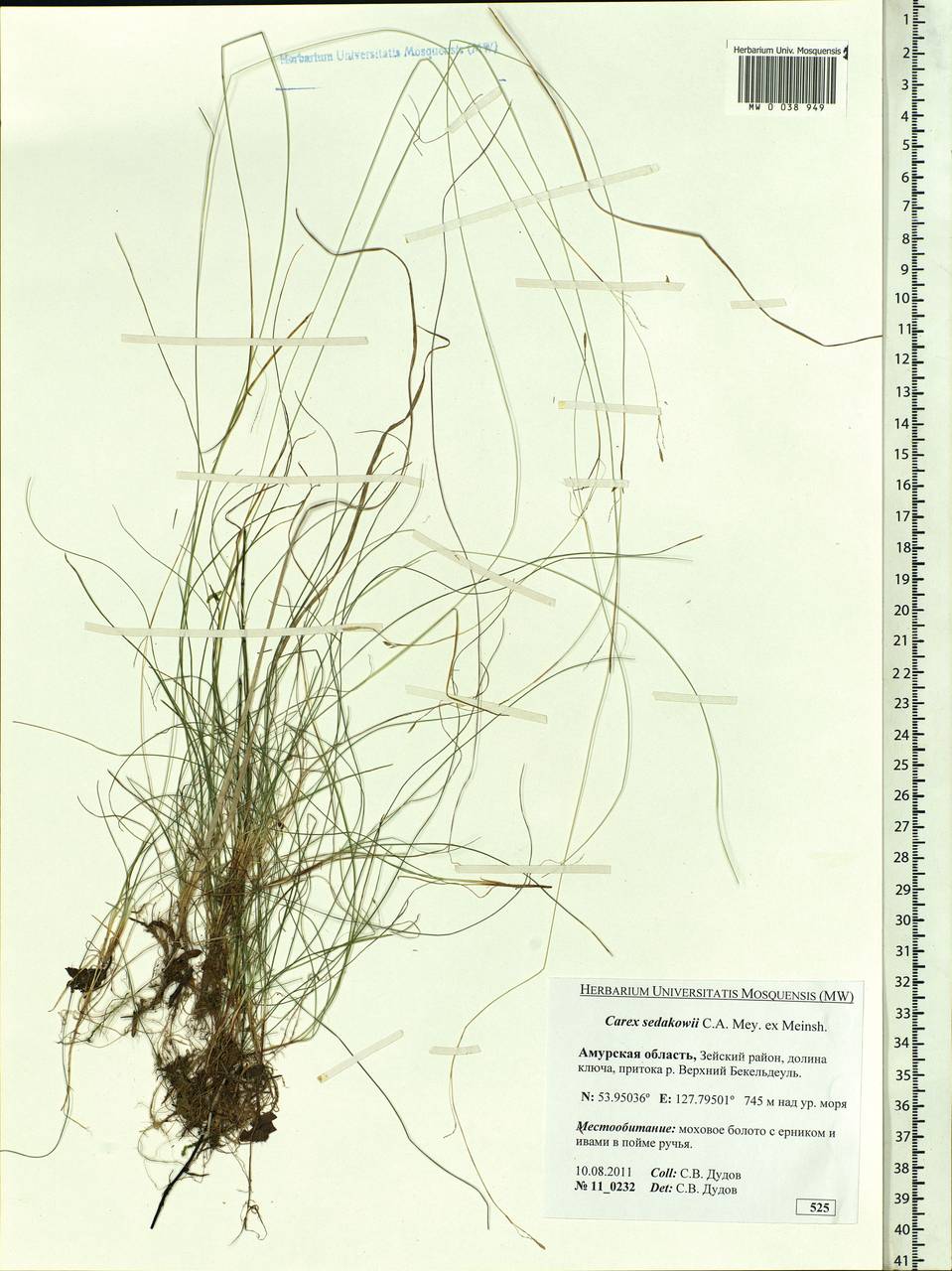 Carex sedakowii C.A.Mey. ex Meinsh., Siberia, Russian Far East (S6) (Russia)