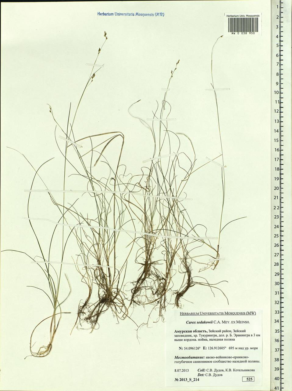 Carex sedakowii C.A.Mey. ex Meinsh., Siberia, Russian Far East (S6) (Russia)