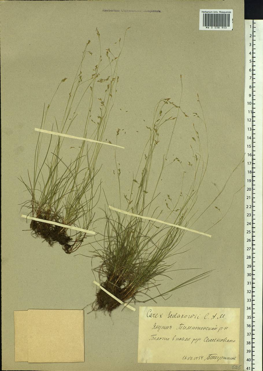 Carex sedakowii C.A.Mey. ex Meinsh., Siberia, Yakutia (S5) (Russia)