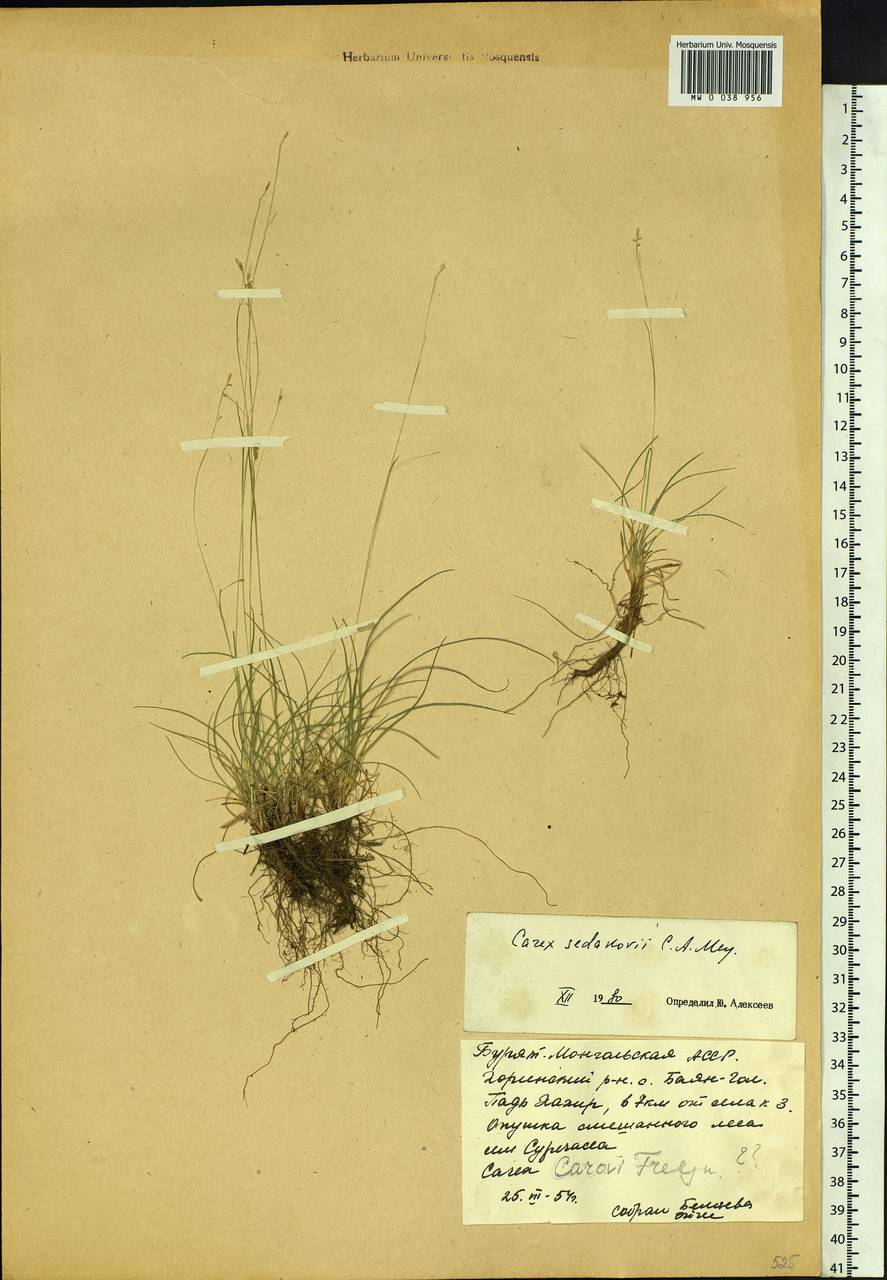 Carex sedakowii C.A.Mey. ex Meinsh., Siberia, Baikal & Transbaikal region (S4) (Russia)