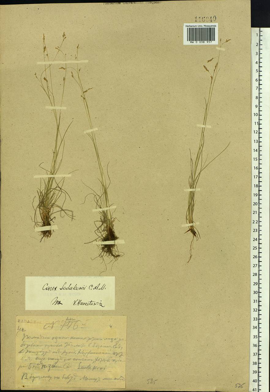 Carex sedakowii C.A.Mey. ex Meinsh., Siberia, Baikal & Transbaikal region (S4) (Russia)