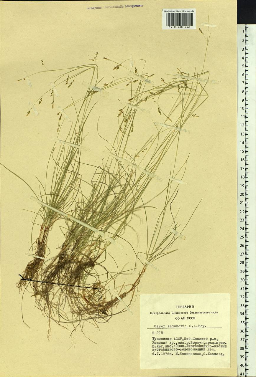 Carex sedakowii C.A.Mey. ex Meinsh., Siberia, Altai & Sayany Mountains (S2) (Russia)