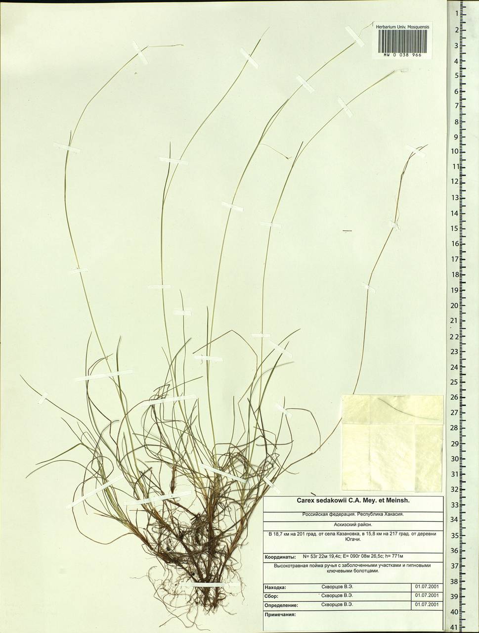 Carex sedakowii C.A.Mey. ex Meinsh., Siberia, Altai & Sayany Mountains (S2) (Russia)