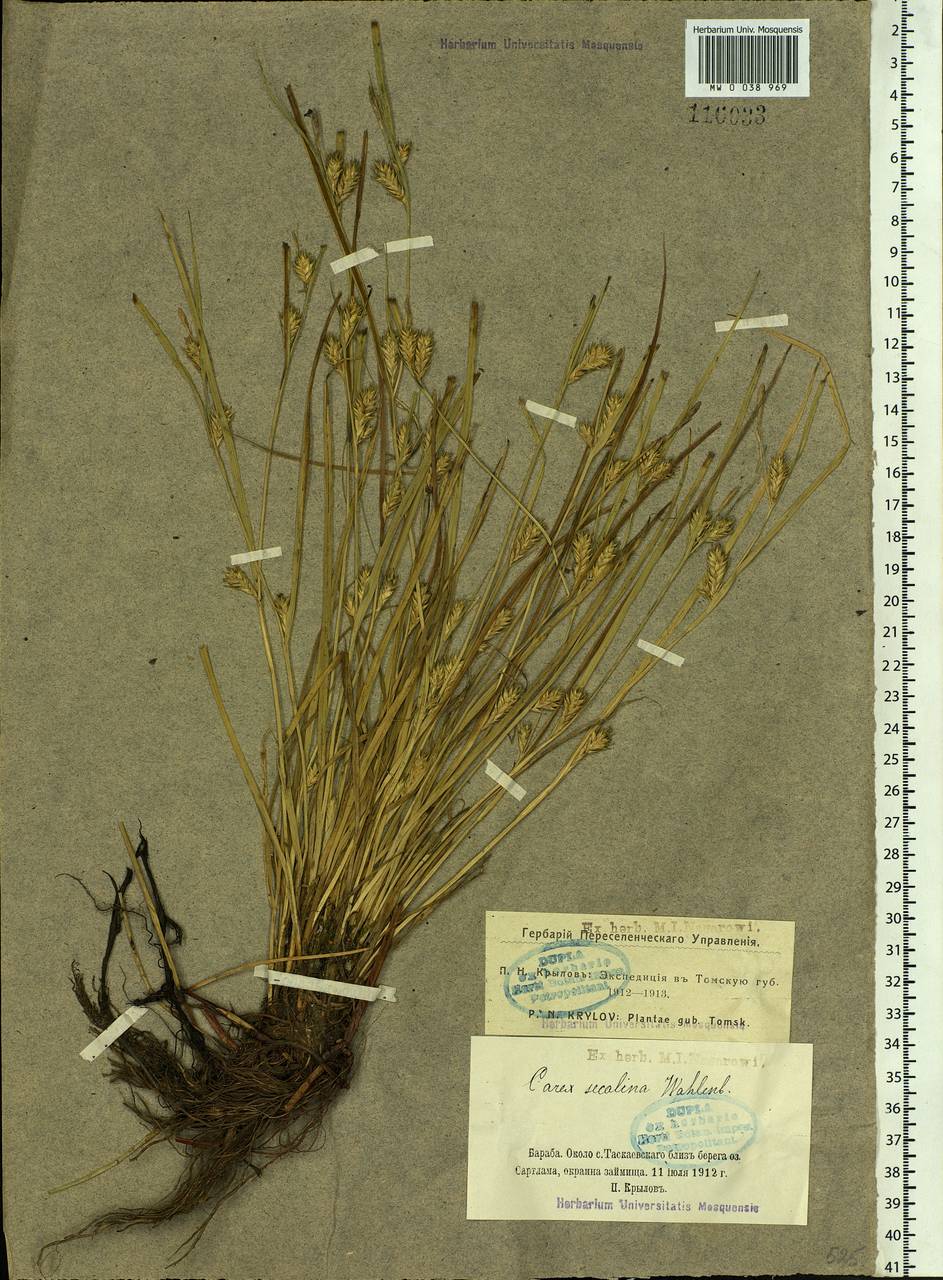 Carex secalina Willd. ex Wahlenb., Siberia, Western Siberia (S1) (Russia)