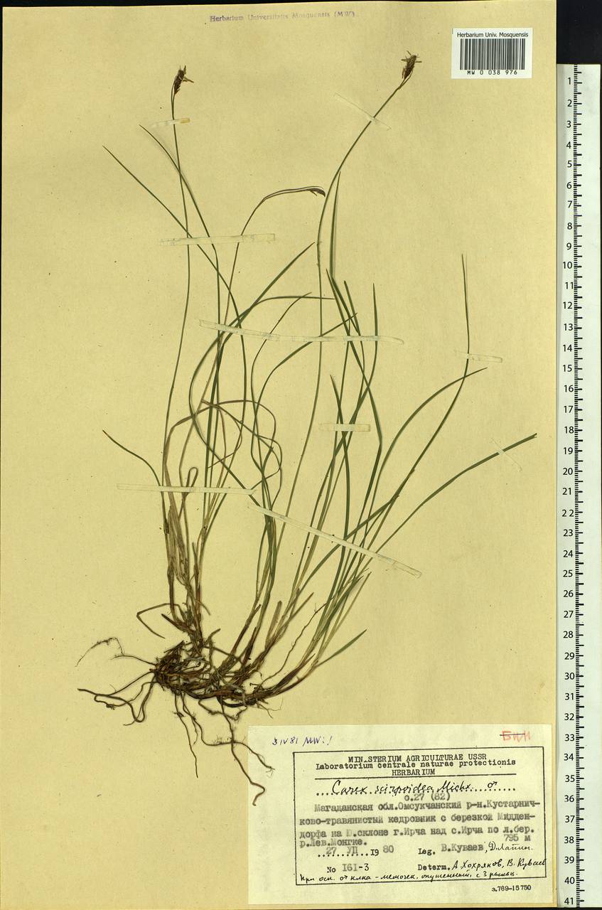 Carex scirpoidea Michx., Siberia, Chukotka & Kamchatka (S7) (Russia)