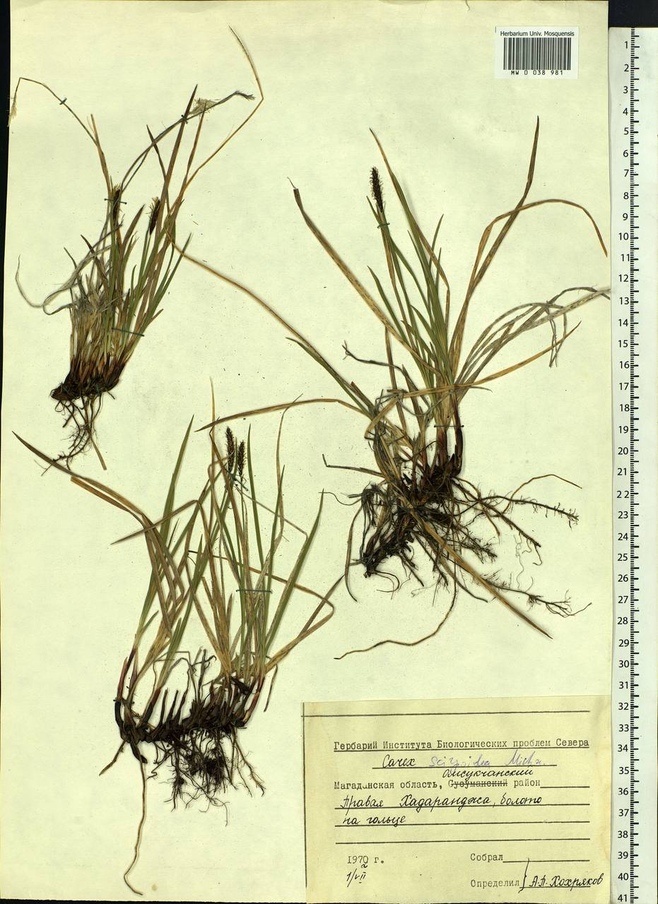Carex scirpoidea Michx., Siberia, Chukotka & Kamchatka (S7) (Russia)