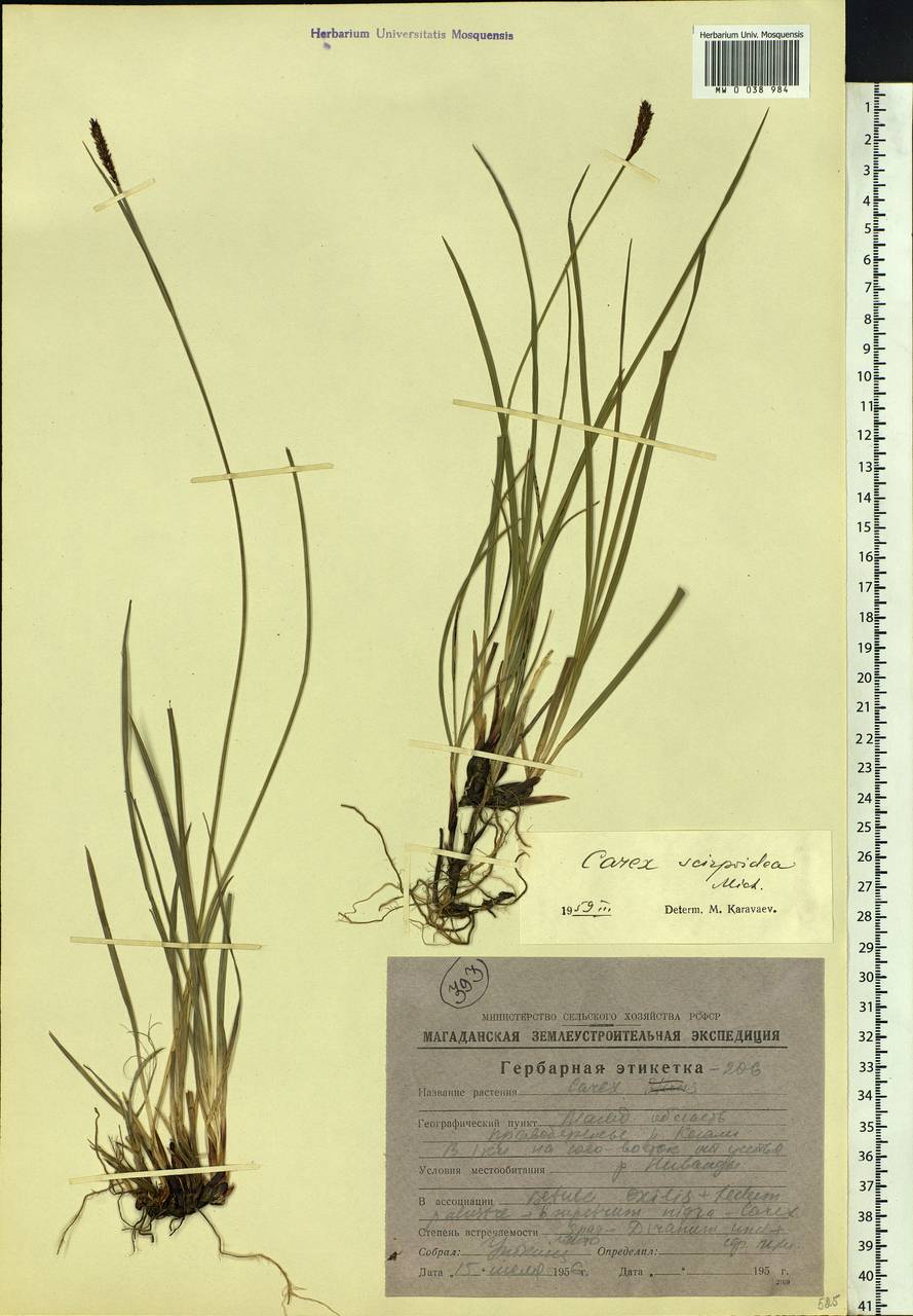 Carex scirpoidea Michx., Siberia, Chukotka & Kamchatka (S7) (Russia)