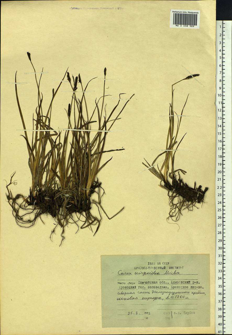 Carex scirpoidea Michx., Siberia, Chukotka & Kamchatka (S7) (Russia)