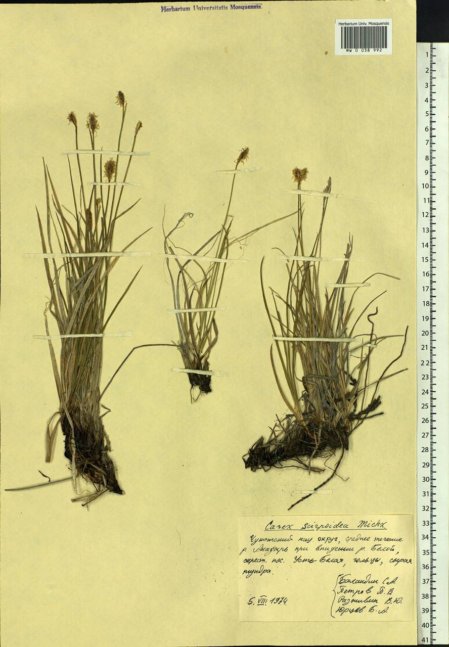 Carex scirpoidea Michx., Siberia, Chukotka & Kamchatka (S7) (Russia)