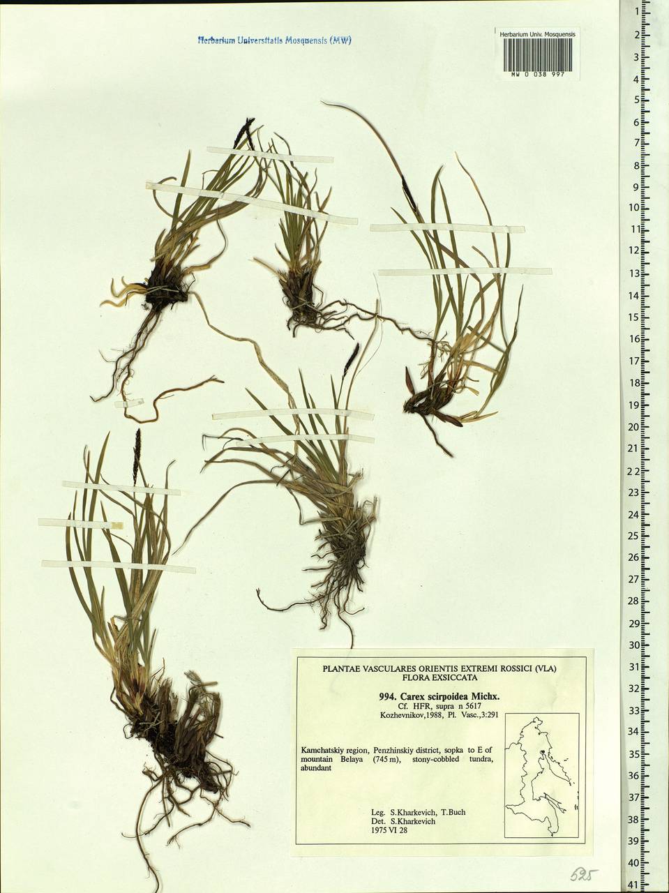 Carex scirpoidea Michx., Siberia, Chukotka & Kamchatka (S7) (Russia)