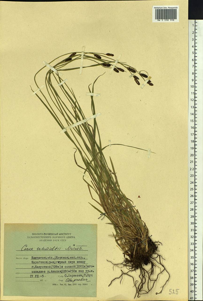 Carex schmidtii Meinsh., Siberia, Chukotka & Kamchatka (S7) (Russia)