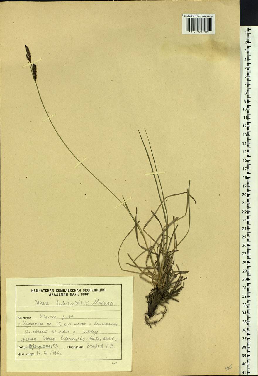 Carex schmidtii Meinsh., Siberia, Chukotka & Kamchatka (S7) (Russia)