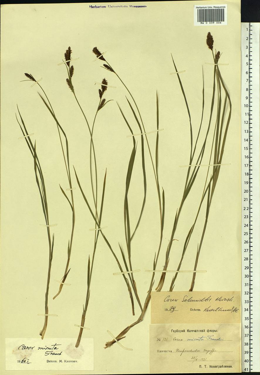 Carex schmidtii Meinsh., Siberia, Chukotka & Kamchatka (S7) (Russia)