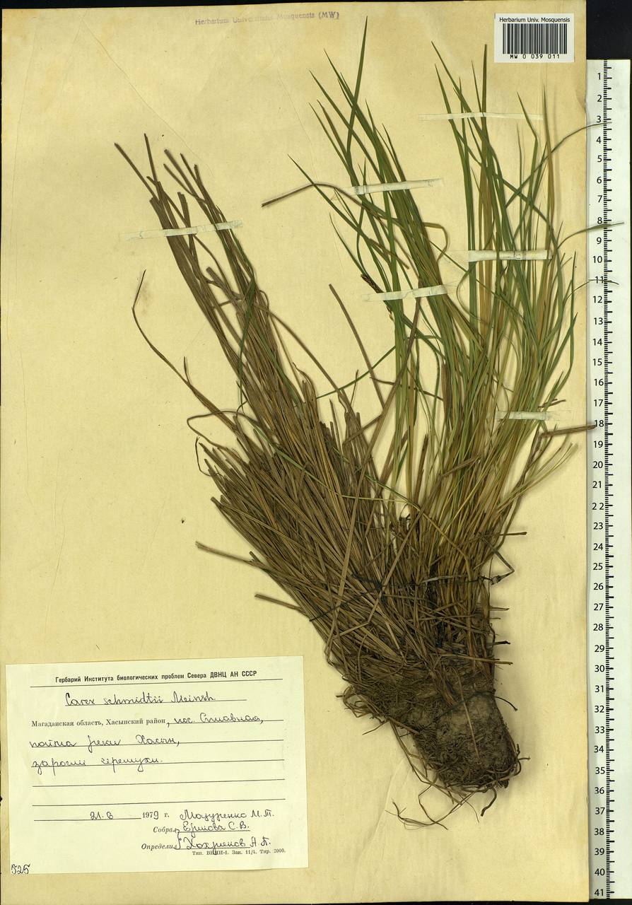 Carex schmidtii Meinsh., Siberia, Chukotka & Kamchatka (S7) (Russia)