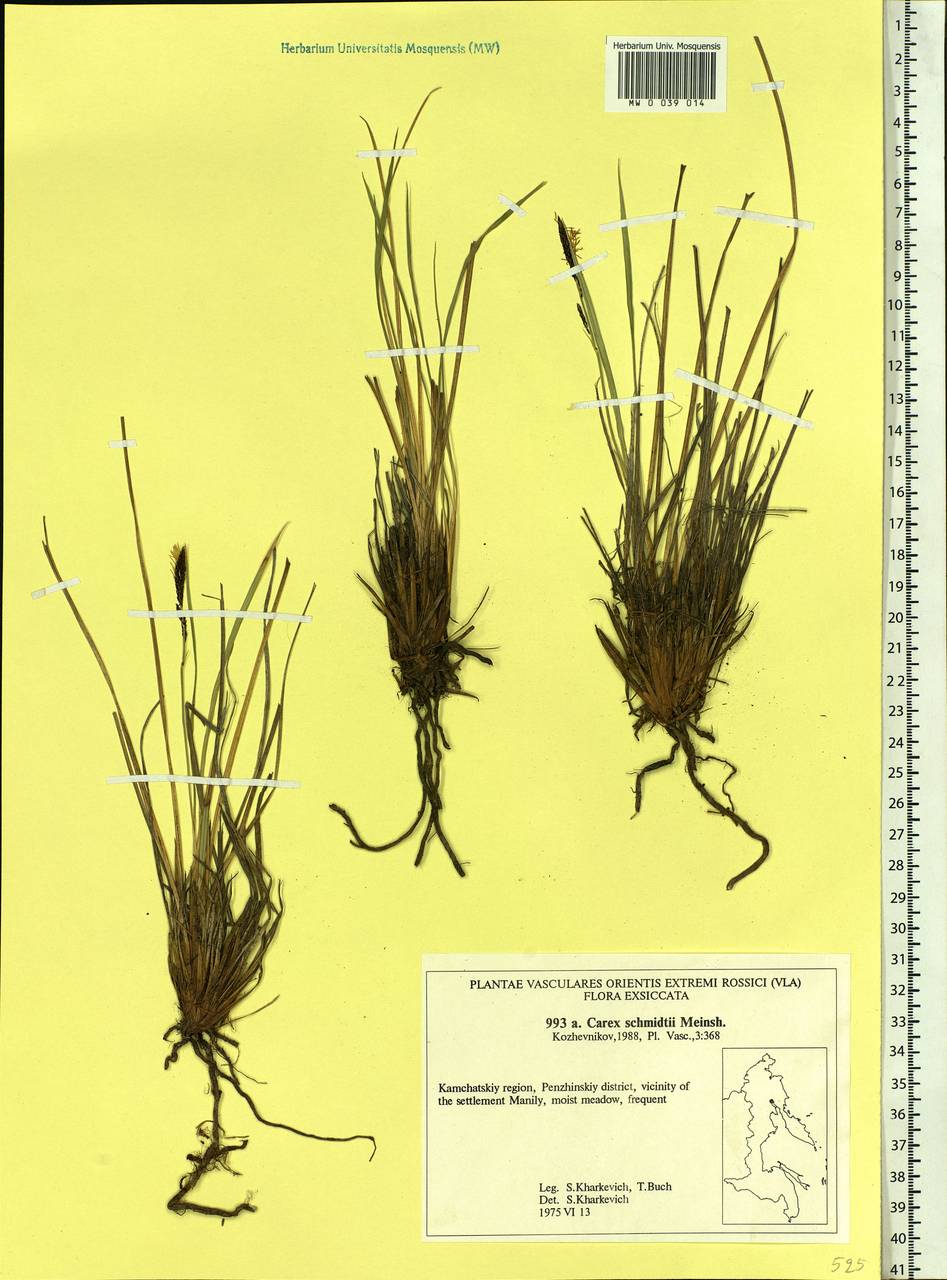 Carex schmidtii Meinsh., Siberia, Chukotka & Kamchatka (S7) (Russia)