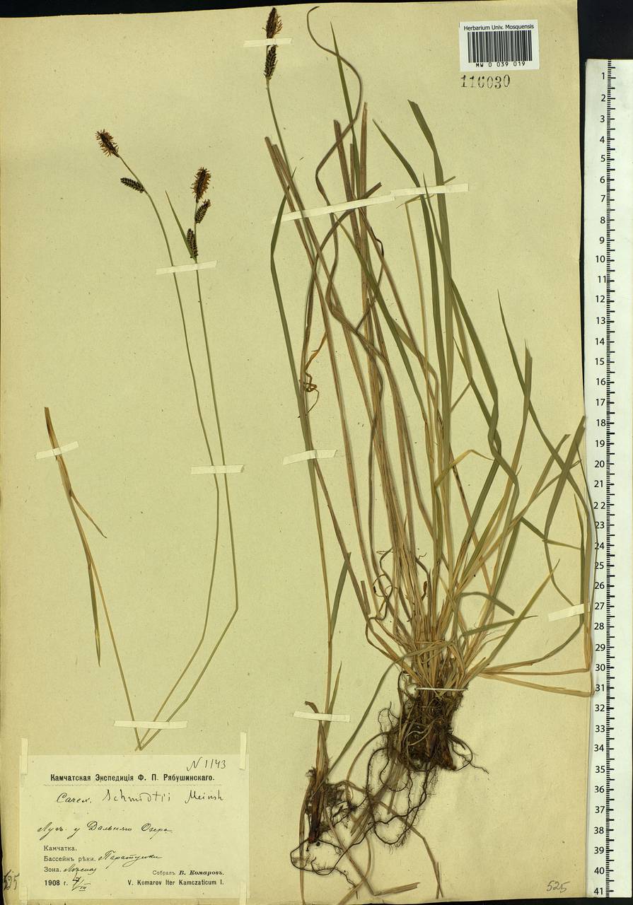 Carex schmidtii Meinsh., Siberia, Chukotka & Kamchatka (S7) (Russia)