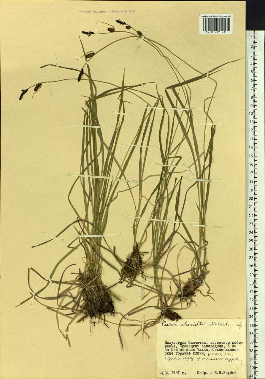 Carex schmidtii Meinsh., Siberia, Chukotka & Kamchatka (S7) (Russia)