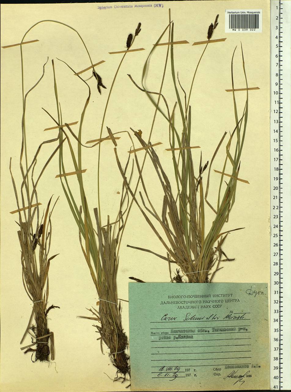 Carex schmidtii Meinsh., Siberia, Chukotka & Kamchatka (S7) (Russia)