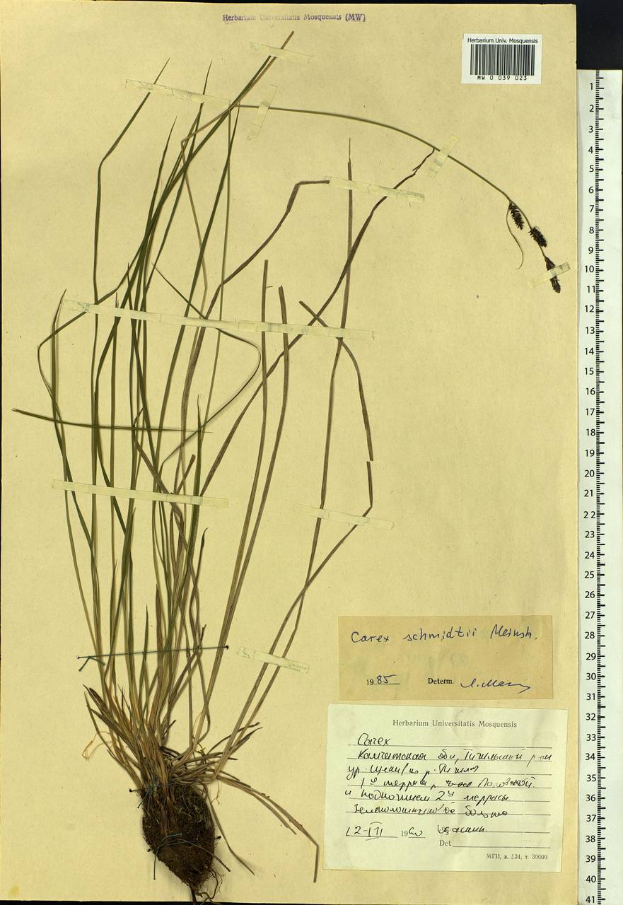 Carex schmidtii Meinsh., Siberia, Chukotka & Kamchatka (S7) (Russia)