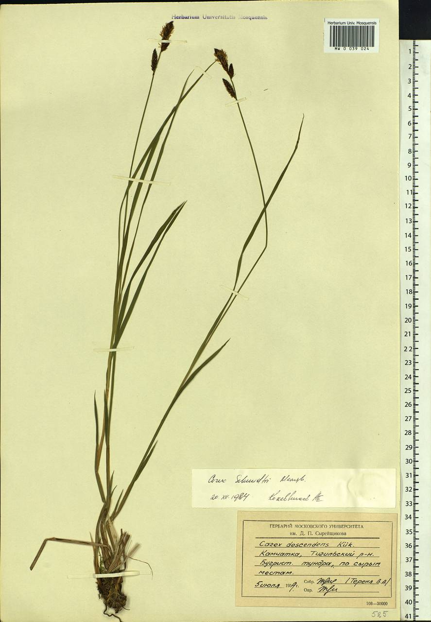 Carex schmidtii Meinsh., Siberia, Chukotka & Kamchatka (S7) (Russia)