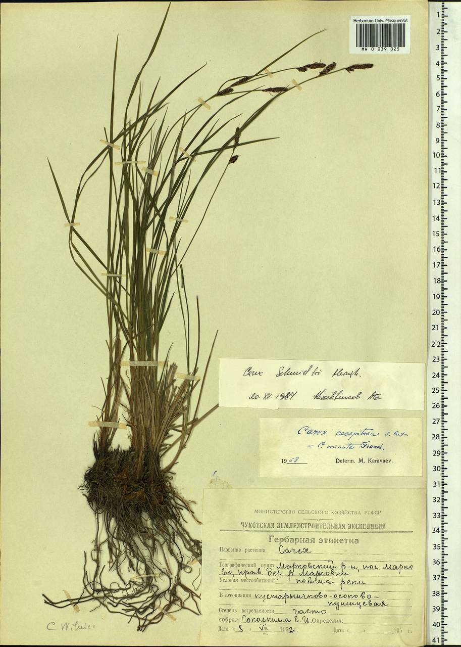 Carex schmidtii Meinsh., Siberia, Chukotka & Kamchatka (S7) (Russia)