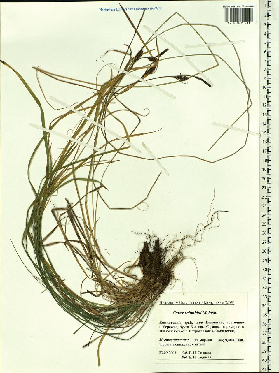 Carex schmidtii Meinsh., Siberia, Chukotka & Kamchatka (S7) (Russia)