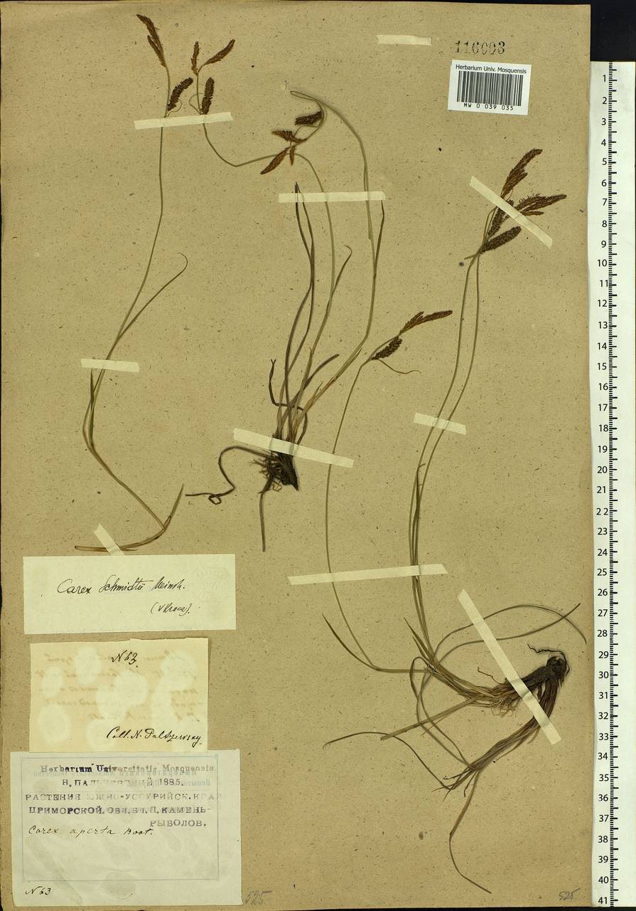 Carex schmidtii Meinsh., Siberia, Russian Far East (S6) (Russia)