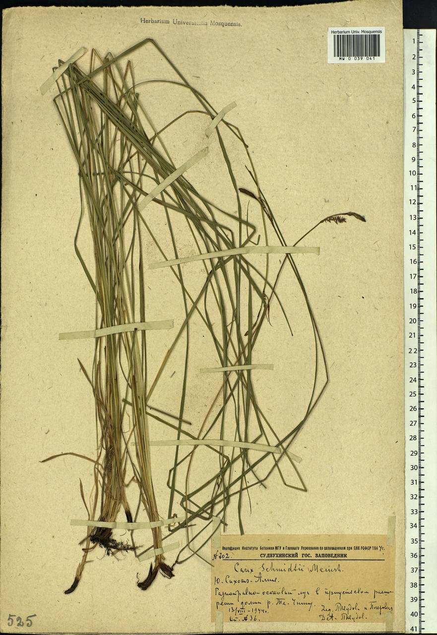 Carex schmidtii Meinsh., Siberia, Russian Far East (S6) (Russia)