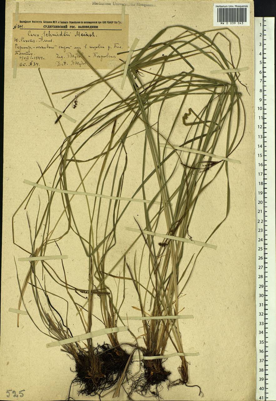 Carex schmidtii Meinsh., Siberia, Russian Far East (S6) (Russia)