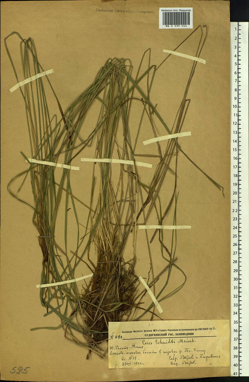 Carex schmidtii Meinsh., Siberia, Russian Far East (S6) (Russia)