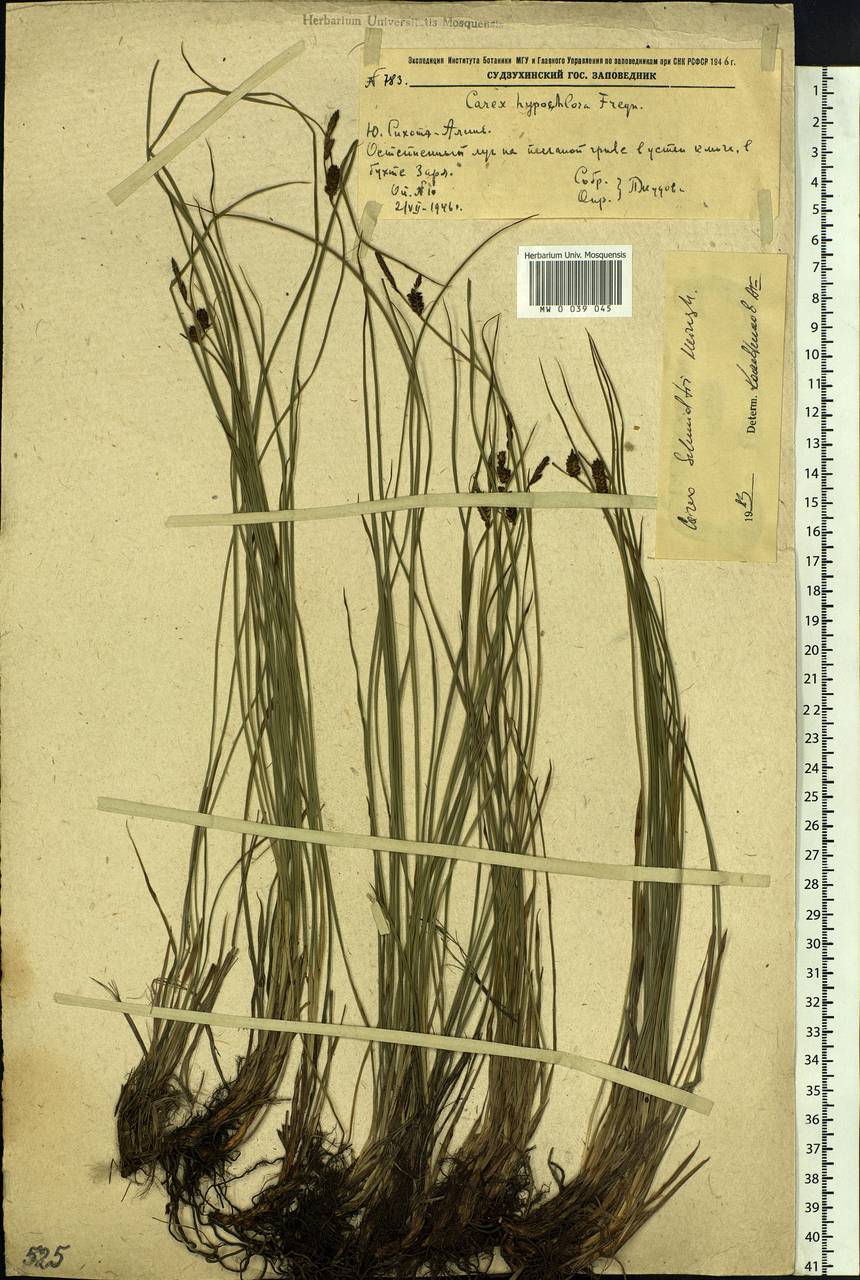 Carex schmidtii Meinsh., Siberia, Russian Far East (S6) (Russia)