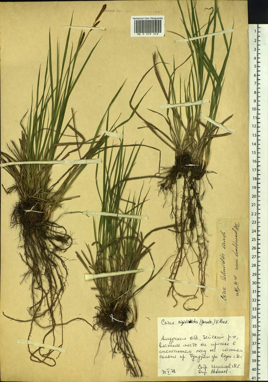 Carex schmidtii Meinsh., Siberia, Russian Far East (S6) (Russia)