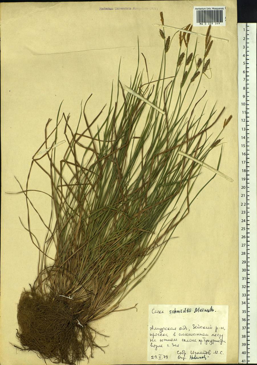 Carex schmidtii Meinsh., Siberia, Russian Far East (S6) (Russia)