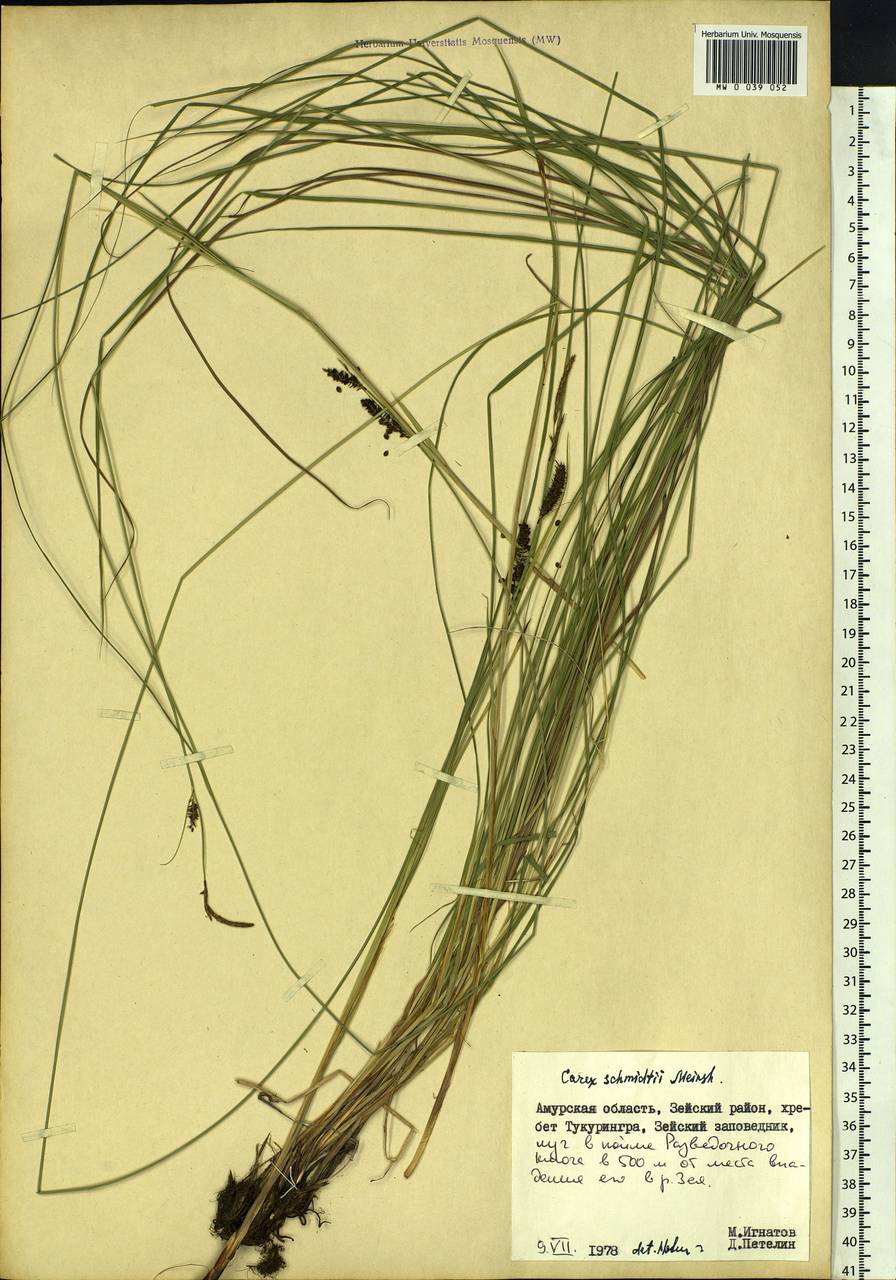 Carex schmidtii Meinsh., Siberia, Russian Far East (S6) (Russia)