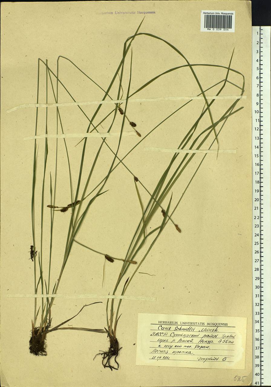 Carex schmidtii Meinsh., Siberia, Yakutia (S5) (Russia)