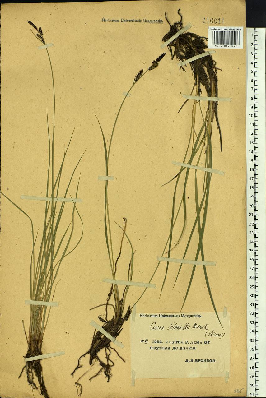 Carex schmidtii Meinsh., Siberia, Yakutia (S5) (Russia)