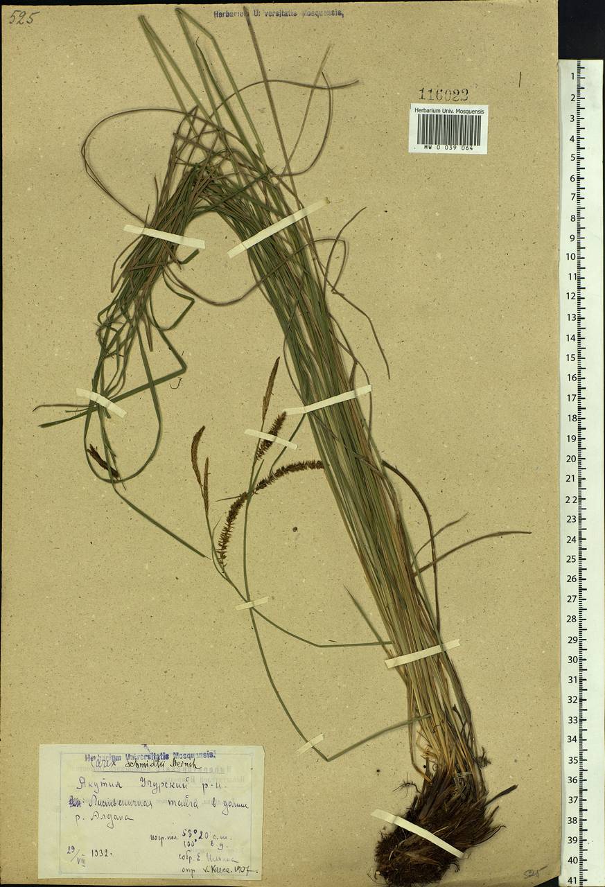 Carex schmidtii Meinsh., Siberia, Yakutia (S5) (Russia)