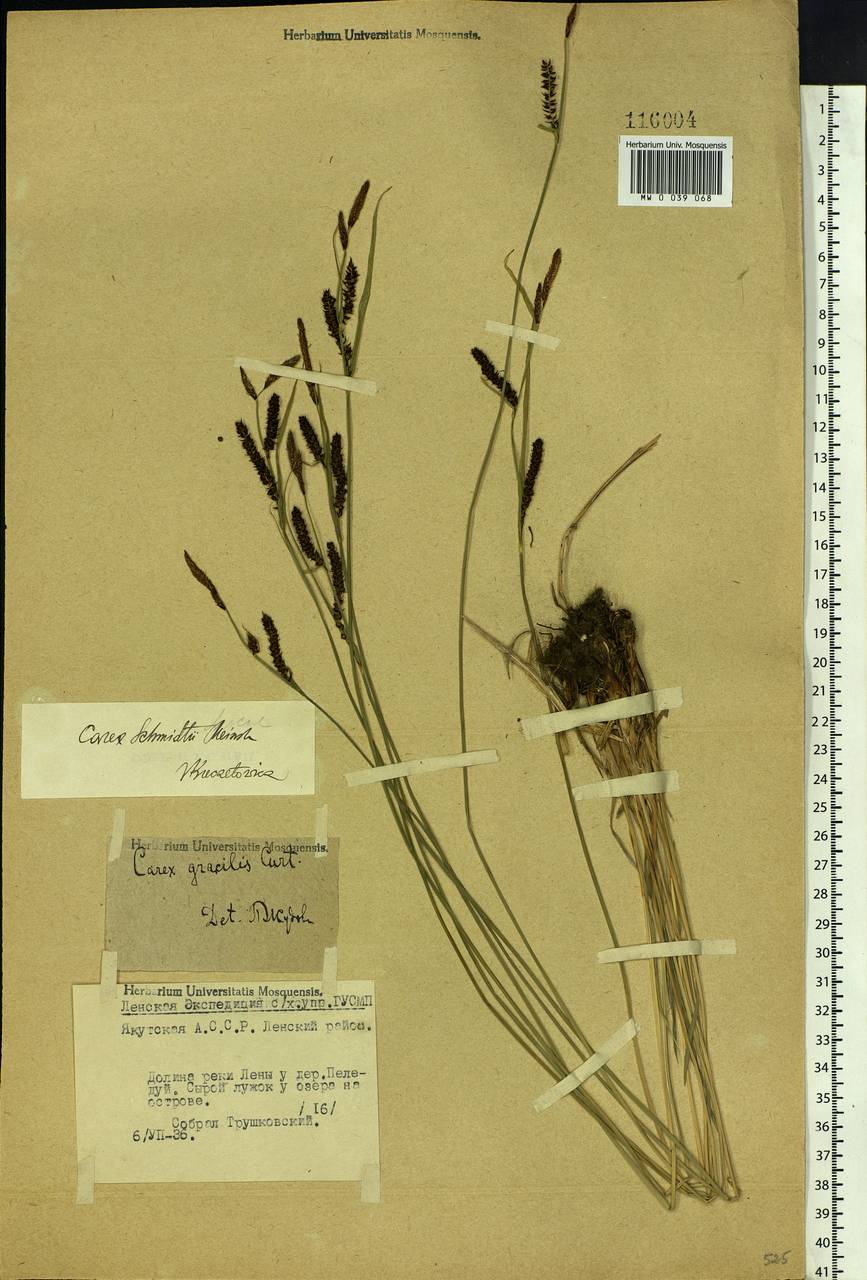 Carex schmidtii Meinsh., Siberia, Yakutia (S5) (Russia)
