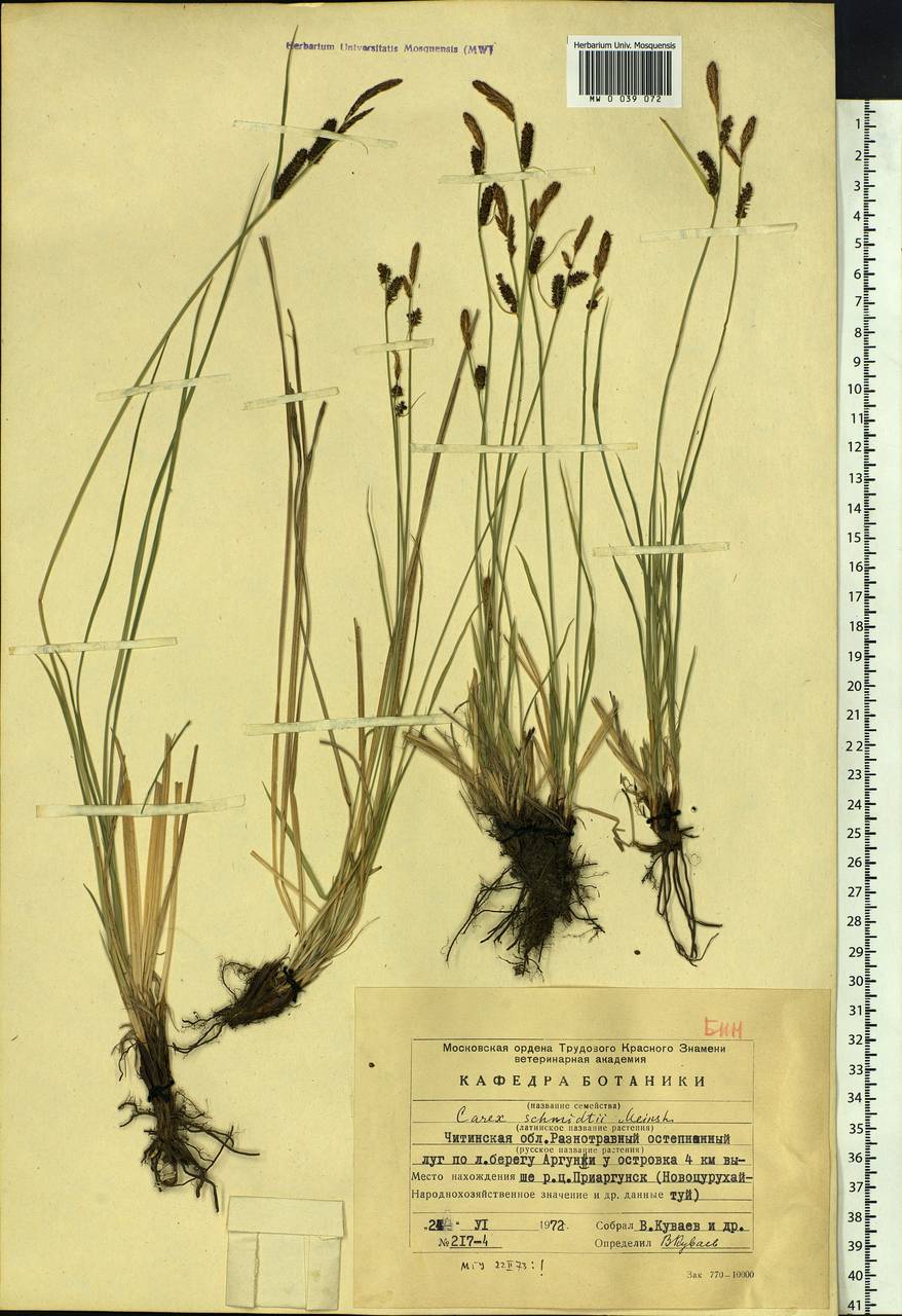 Carex schmidtii Meinsh., Siberia, Baikal & Transbaikal region (S4) (Russia)