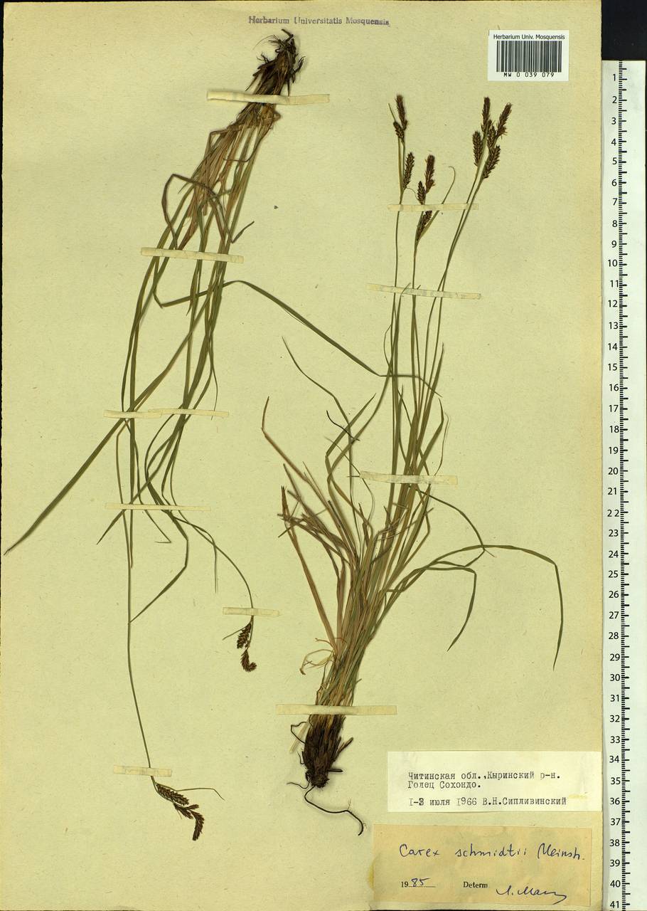 Carex schmidtii Meinsh., Siberia, Baikal & Transbaikal region (S4) (Russia)