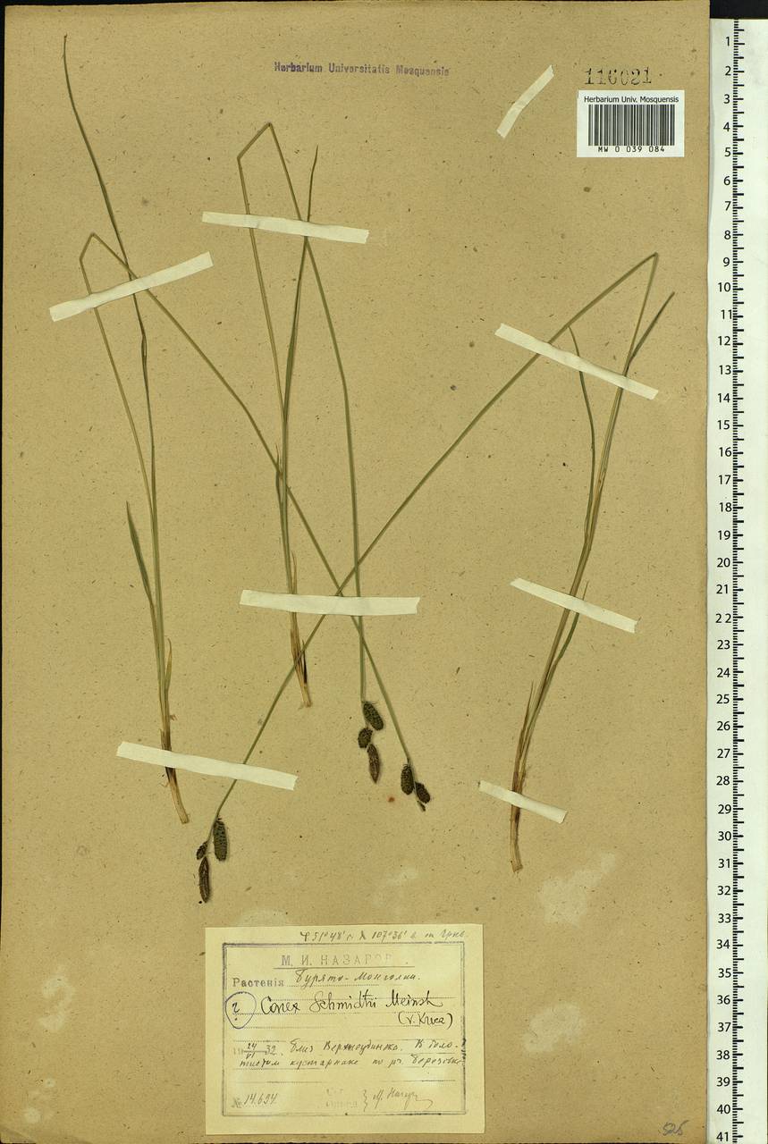Carex schmidtii Meinsh., Siberia, Baikal & Transbaikal region (S4) (Russia)