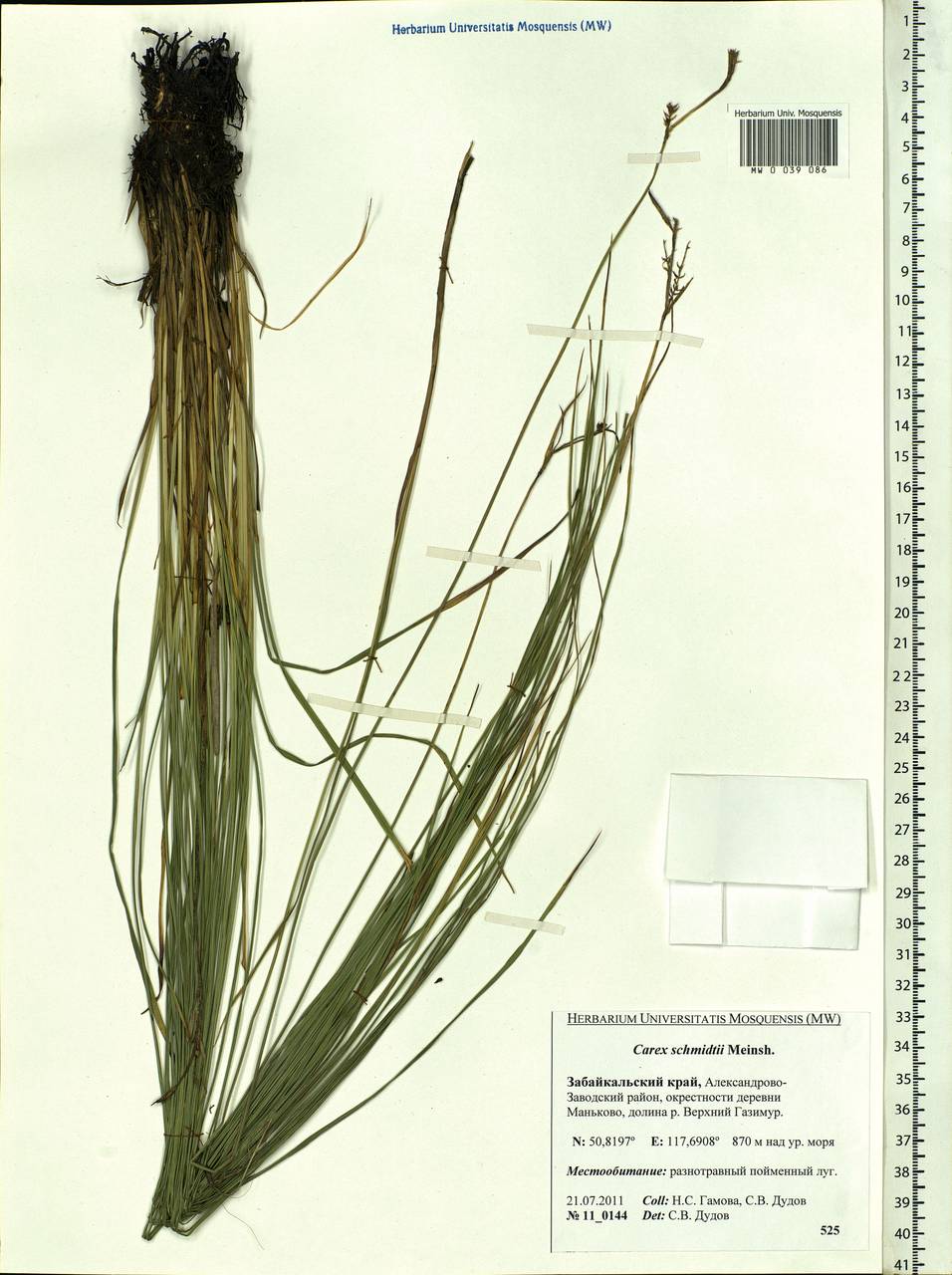 Carex schmidtii Meinsh., Siberia, Baikal & Transbaikal region (S4) (Russia)