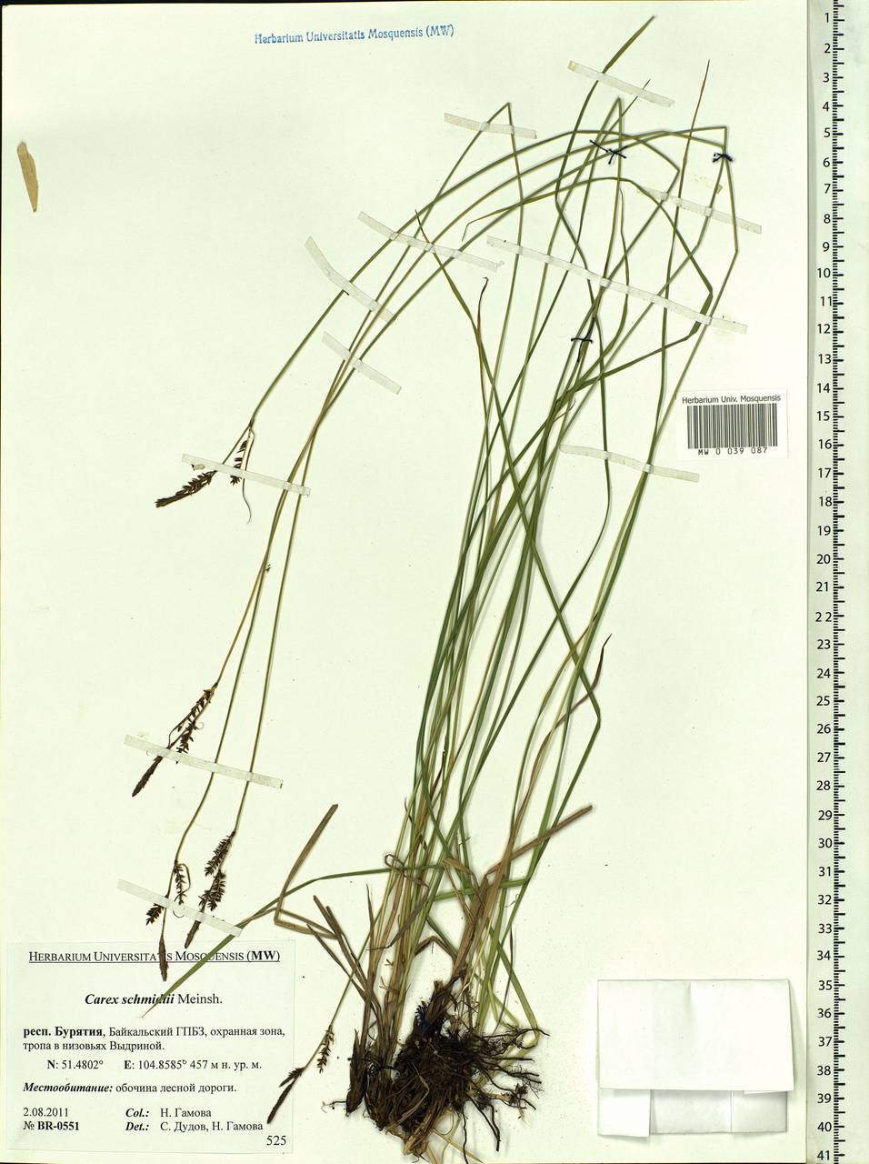 Carex schmidtii Meinsh., Siberia, Baikal & Transbaikal region (S4) (Russia)