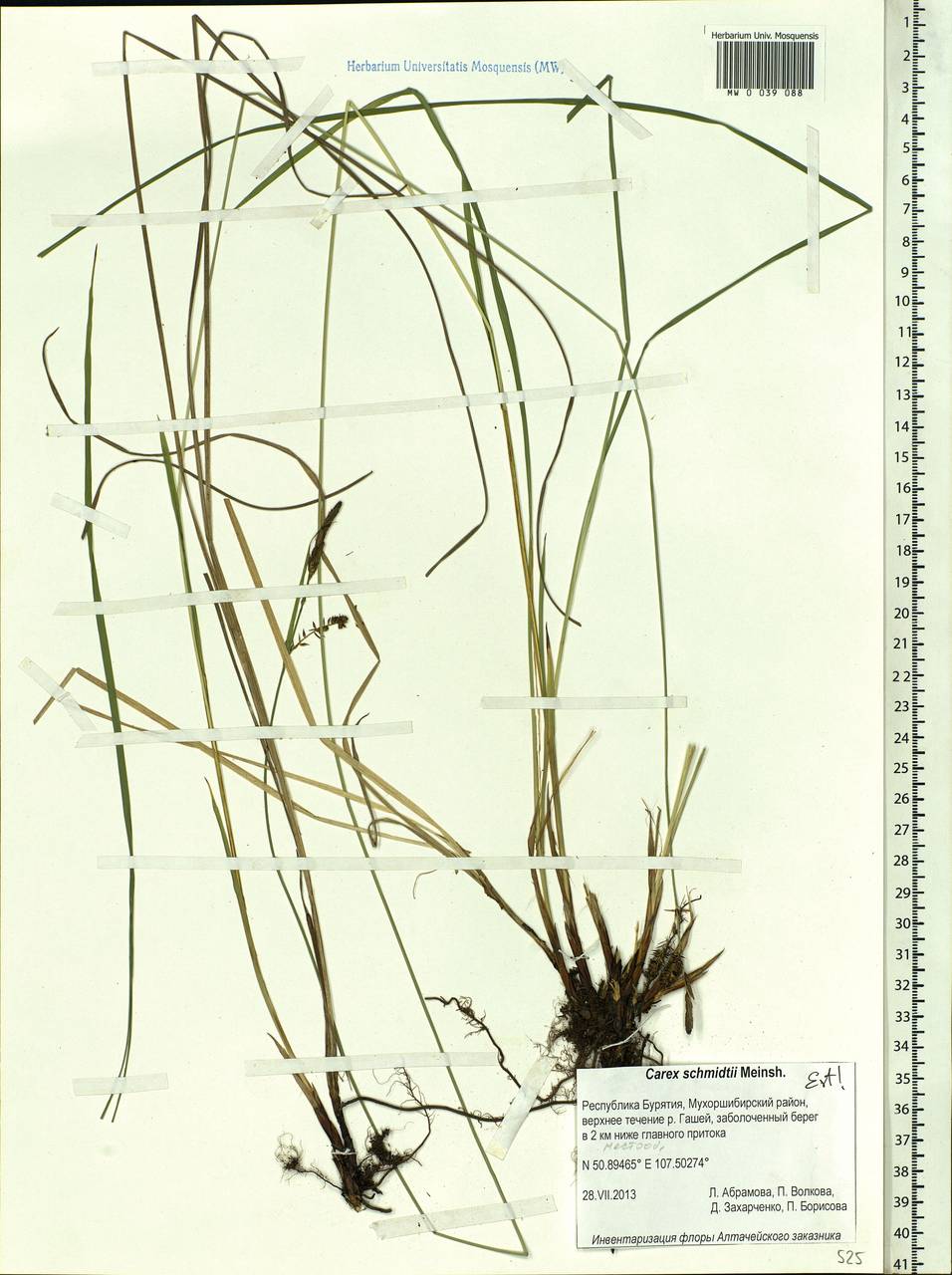 Carex schmidtii Meinsh., Siberia, Baikal & Transbaikal region (S4) (Russia)