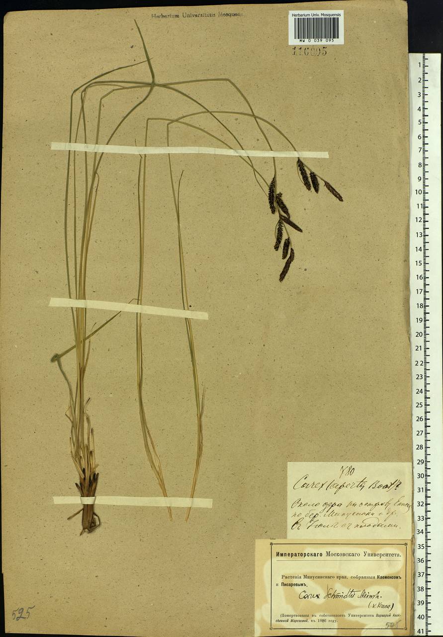 Carex schmidtii Meinsh., Siberia, Altai & Sayany Mountains (S2) (Russia)