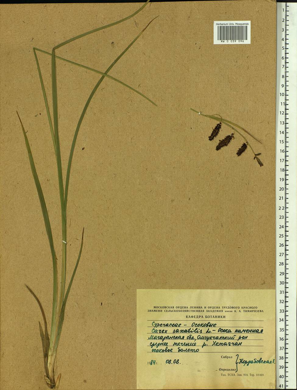 Carex saxatilis L., Siberia, Chukotka & Kamchatka (S7) (Russia)